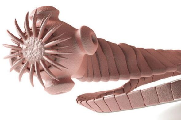 Parasit des menschlichen Körpers