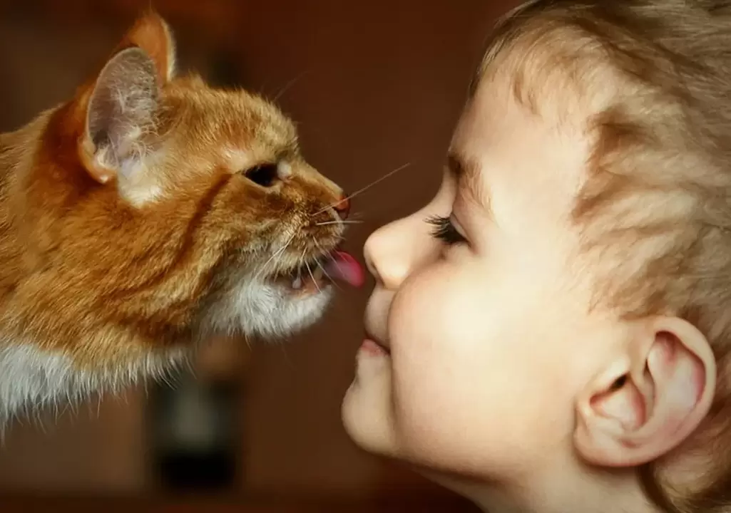Ein Junge küsst eine Katze und infiziert sich mit Würmern.